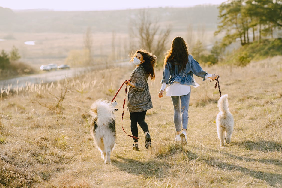 Promenade de deux chiens en laisse en extérieur avec leurs propriétaires sur un chemin naturel